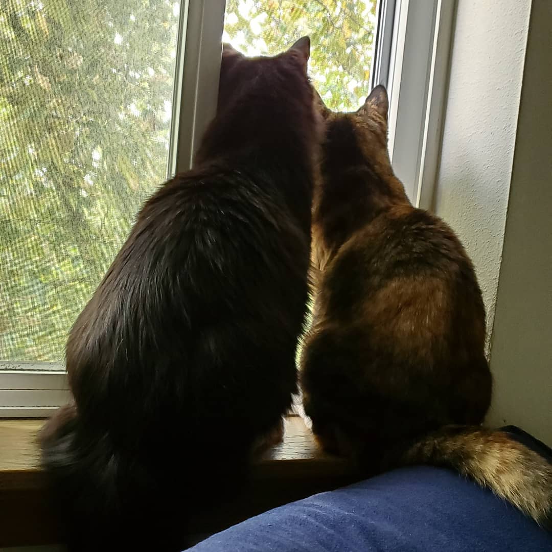 Two cats staring out a window.