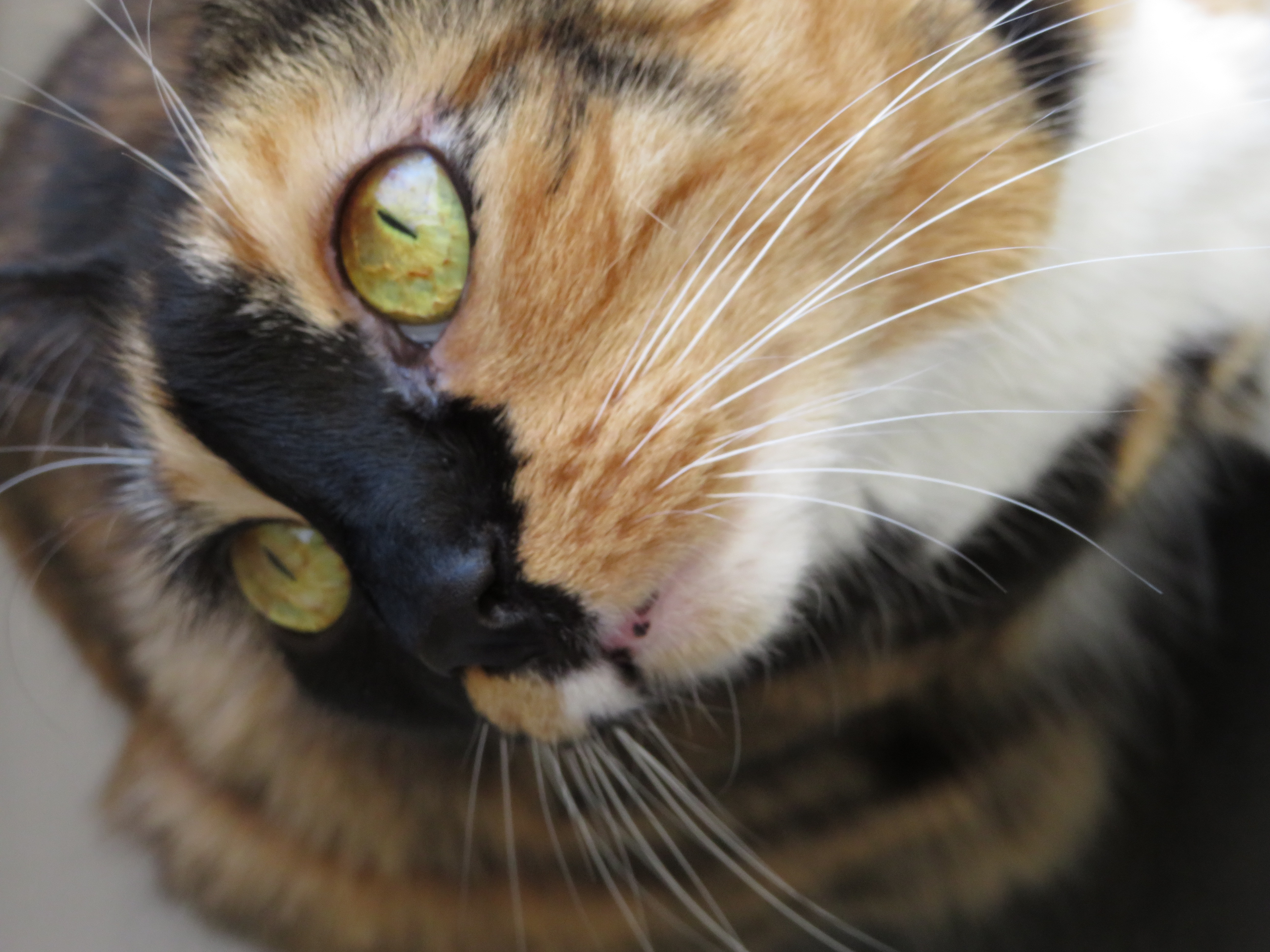 Macro shot of a cat's face.